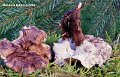 Bankera fuligineoalba-amf901